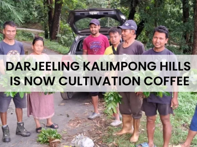 Darjeeling Kalimpong Hills Is Now Cultivating Coffee